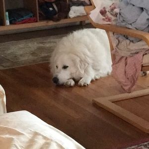 Meet your Posher, Lucy